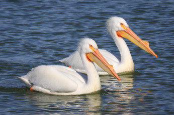 Картинка животные пеликаны вода