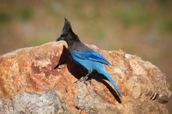Картинка животные сойки камень птичка хохолок