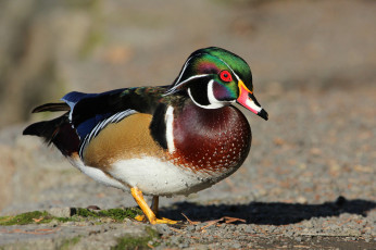 Картинка животные утки бере утка