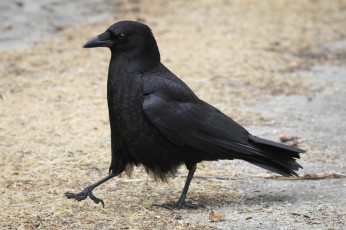 Картинка животные вороны +грачи +галки птица походка