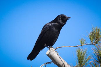 Картинка животные вороны +грачи +галки ветка черный ворон