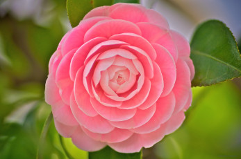 Картинка цветы камелии макро