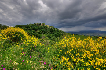 Картинка природа луга луг трава цветы