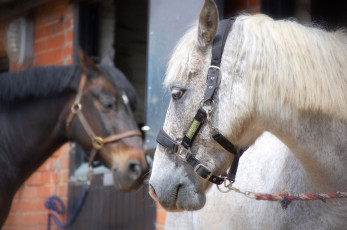Картинка животные лошади привязь недоуздок морда кони