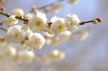 Картинка цветы цветущие+деревья+ +кустарники слива