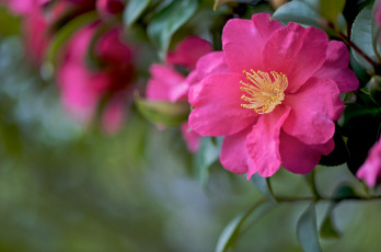 Картинка цветы камелии розовый