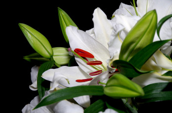 Картинка цветы лилии +лилейники макро