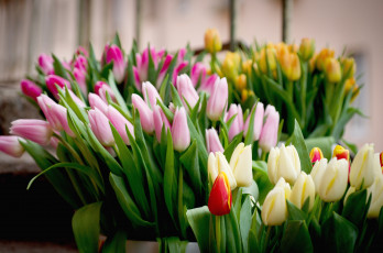 Картинка цветы тюльпаны охапки