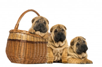 Картинка животные собаки фон корзина три