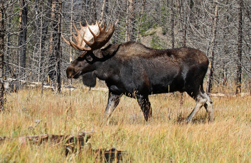 Картинка животные лоси сохатый луг лес