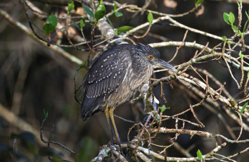 Картинка животные цапли заросли птичка