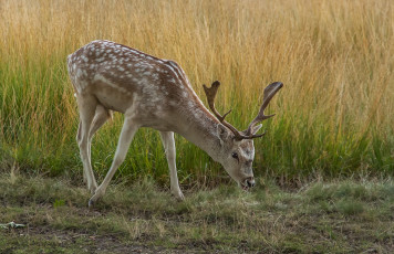 Картинка животные олени поле дорога пятнистый олень