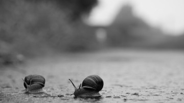 Картинка животные улитки чёрно-белая сырость ползут