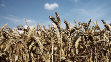 Картинка природа поля поле злаки колосья синь пшеница небо