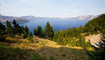 Картинка природа реки озера трава ели озеро лес сша вашингтон