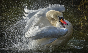 Картинка животные лебеди шипун брызги