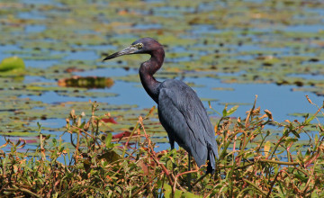 Картинка животные цапли цапля водоем