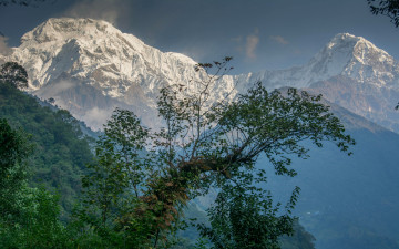 Картинка природа горы лес снега вершины