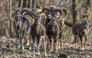 Картинка животные овцы +бараны муфлоны