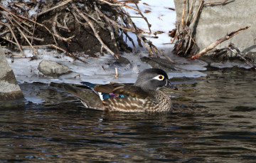 Картинка животные утки вода