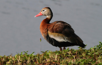 Картинка животные утки утка бере
