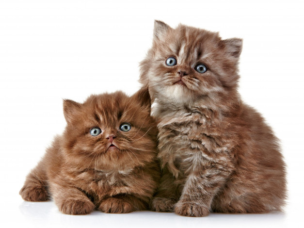 Обои картинки фото животные, коты, котята, британская, длинношёрстная, кошка