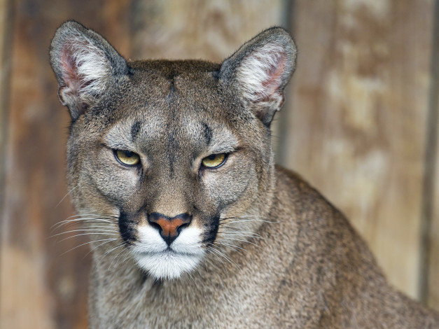 Обои картинки фото животные, пумы, морда, кугуар, кошка, портрет
