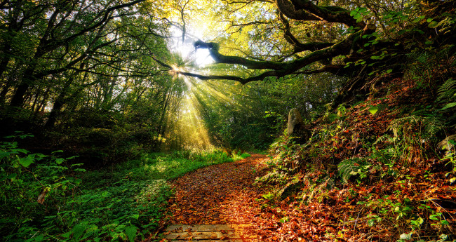 Обои картинки фото природа, лес, лучи