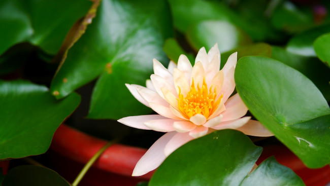 Обои картинки фото цветы, лилии водяные,  нимфеи,  кувшинки, листья