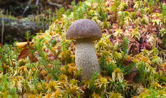 Обои картинки фото природа, грибы, крепыш