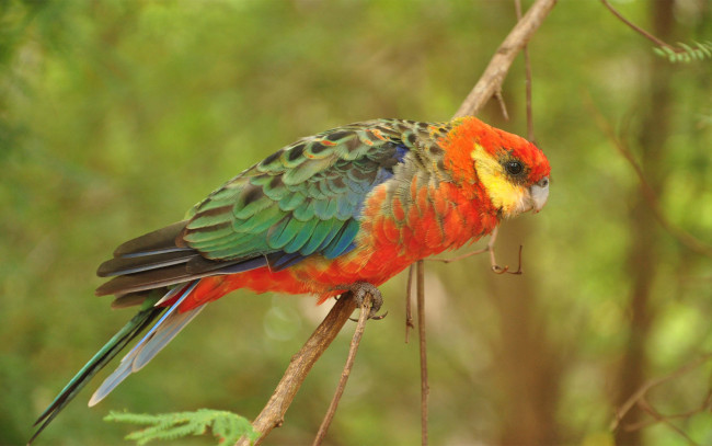 Обои картинки фото животные, попугаи, попугай