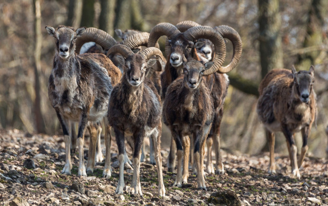 Обои картинки фото животные, овцы,  бараны, муфлоны