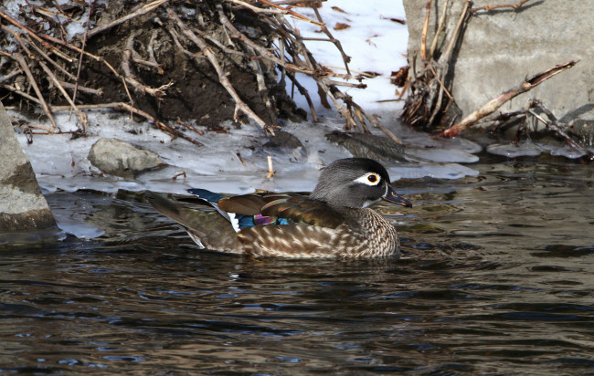 Обои картинки фото животные, утки, вода