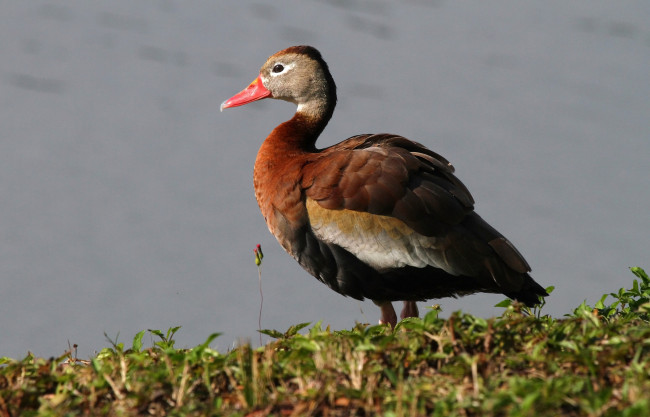 Обои картинки фото животные, утки, утка, бере