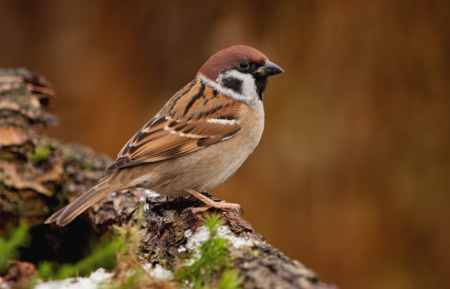 Обои картинки фото животные, воробьи, воробышек