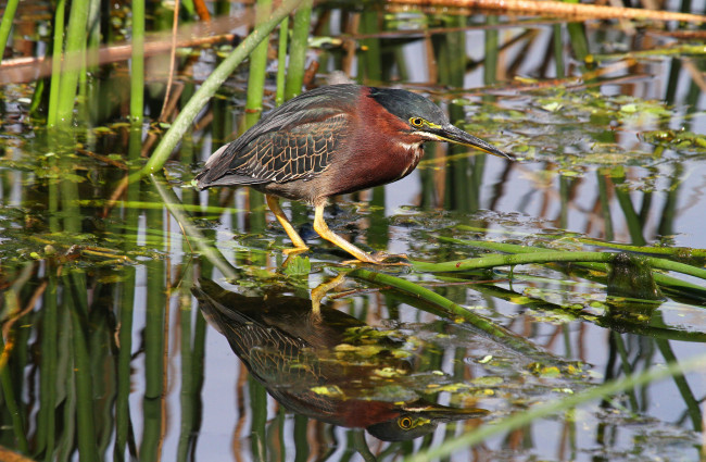 Обои картинки фото животные, птицы, выпь, камыш, вода