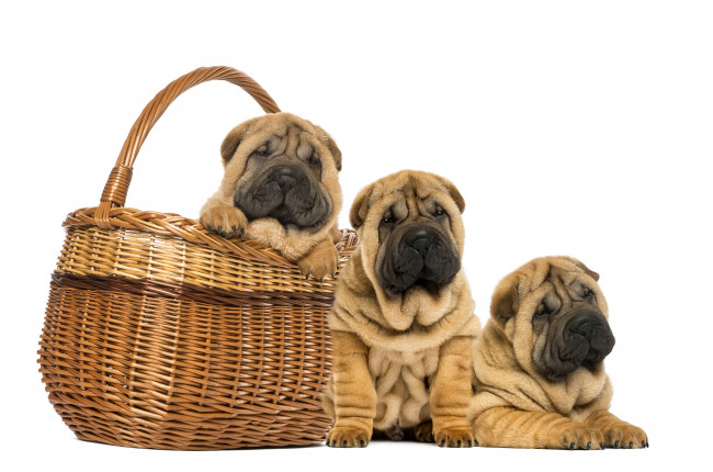 Обои картинки фото животные, собаки, фон, корзина, три