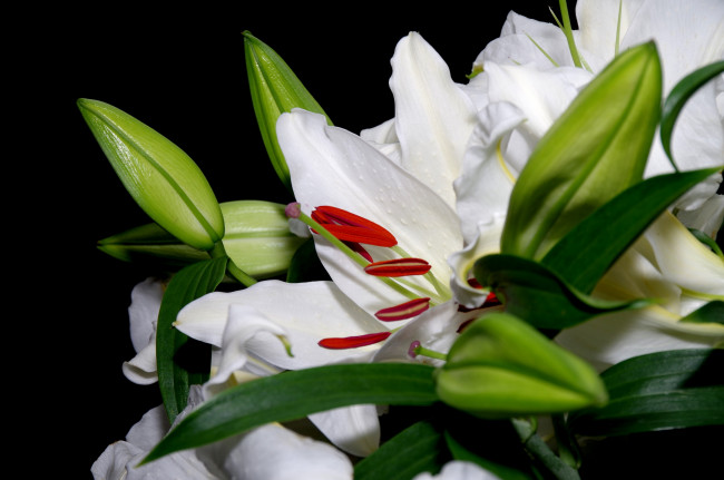 Обои картинки фото цветы, лилии,  лилейники, макро