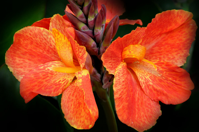 Обои картинки фото цветы, канна, макро