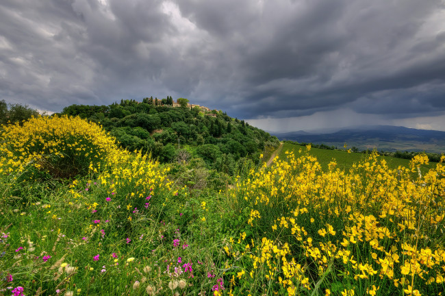 Обои картинки фото природа, луга, луг, трава, цветы