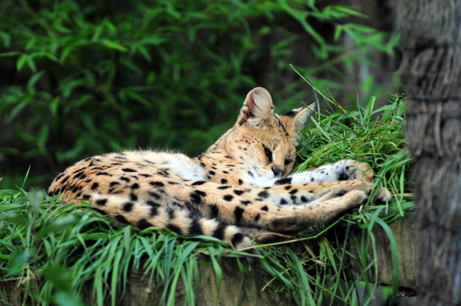 Обои картинки фото животные, сервалы, отдых, трава, кошка, сервал