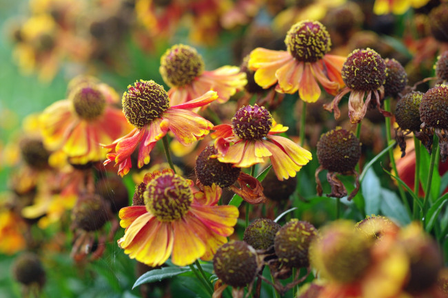 Обои картинки фото цветы, гайлардии,  гелениумы, желтый