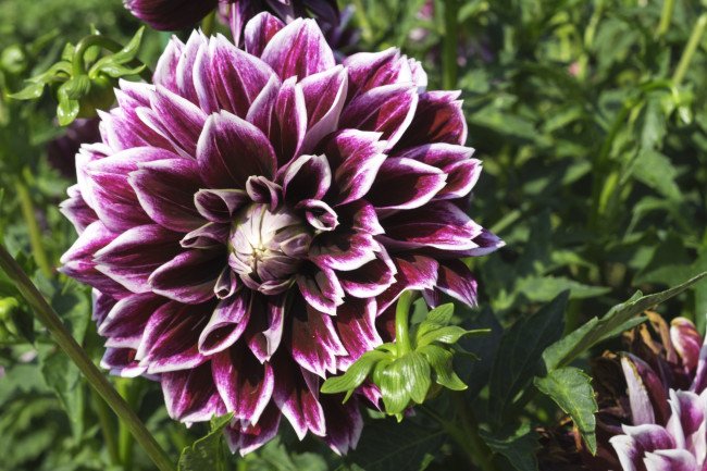 Обои картинки фото цветы, георгины, макро