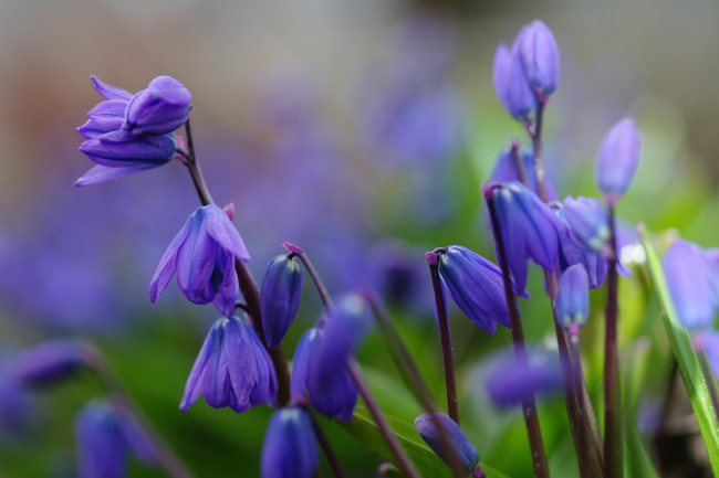 Обои картинки фото цветы, подснежники,  белоцветник, синий