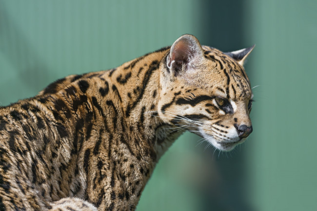 Обои картинки фото животные, оцелоты, пятна, профиль, кошка