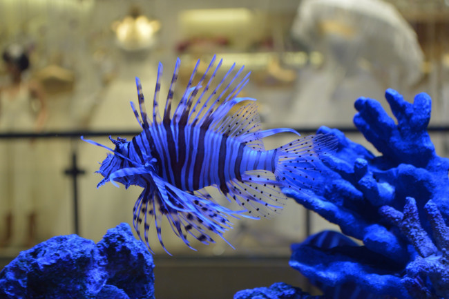 Обои картинки фото животные, рыбы, синяя, рыбка, аквариум