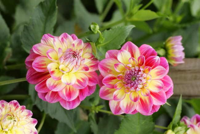 Обои картинки фото цветы, георгины, куст, розовые