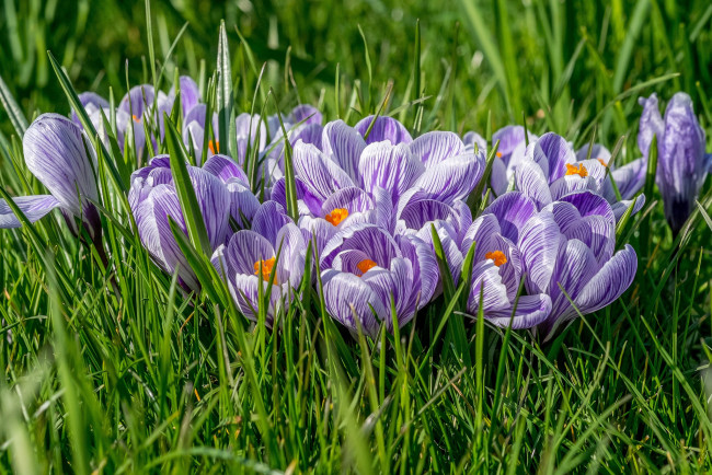Обои картинки фото цветы, крокусы, весна