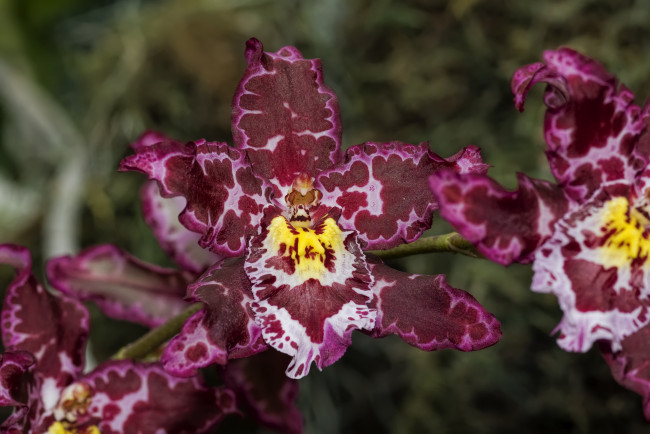 Обои картинки фото цветы, орхидеи, экзотика