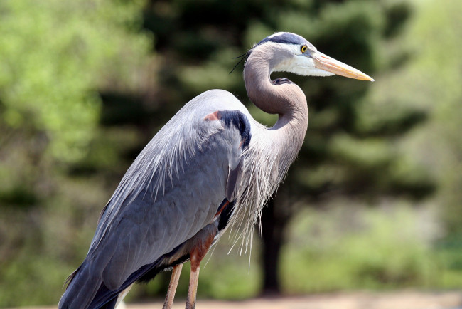 Обои картинки фото животные, цапли, птица, цапля, профиль, зелёный, фон, клюв, серая